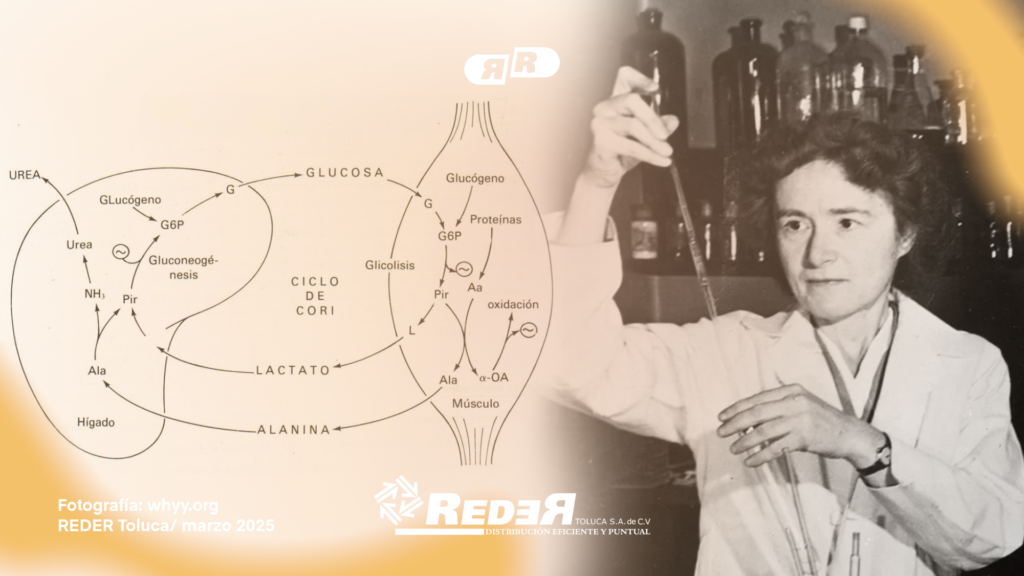 Un diagrama del Ciclo de Cori con una imagen de Gerty Cori en su laboratorio.